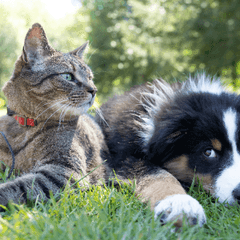 Pet Probiotics