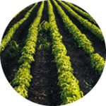 Soil Probiotics